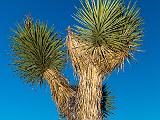 Joshua Tree 004